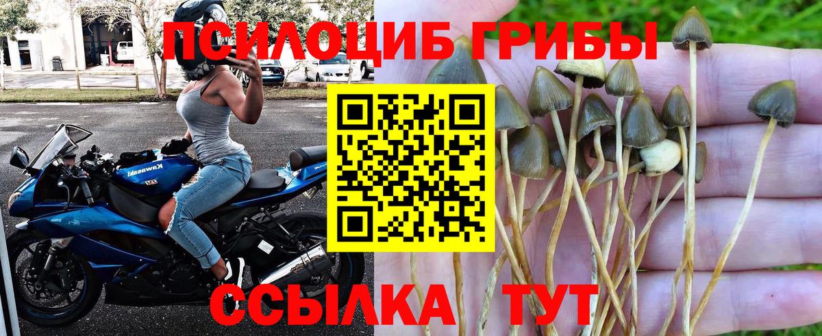 Галлюциногенные грибы мицелий Павловский Посад